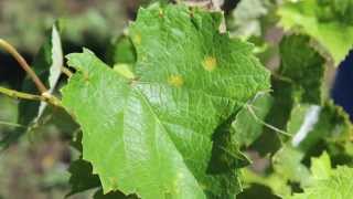 Downy Mildew of Grape [upl. by Nauj]