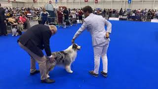 World Dog Show 2023 Geneve  Australian Shepherds  Males Open class [upl. by Arvie]