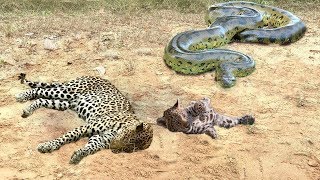 Mother Leopard Attack Giant Python To Protect Cub  Leopard vs Snake Python  Wild Animals Fights [upl. by Raynold99]