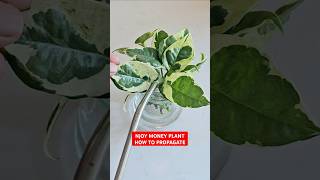 How to Propagate Njoy Pothos 💚 pothospropagation [upl. by Sara]