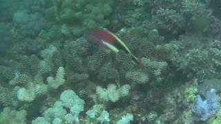 Freckled Hawkfish Paracirrhites forsteri [upl. by Eentroc]