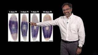 Alejandro Sánchez Alvarado Stowers HHMI 2 Regeneration Neoblasts The planarian stem cells [upl. by Jeuz865]