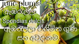 june plums Benefitshelth benefit june plumsspondias dulcis [upl. by Adnor]