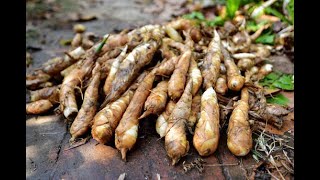 Arrow Root or Uraro Maranta arundinacea  WILD EDIBLE [upl. by Reffinej]