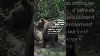 Animaux qui attaquent le plus les touristes Pt2 animals hippo bear lion animalia [upl. by Trela]