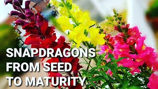 How to grow Snapdragons Antirrhinum majus from seeds  Full tutorial from seed to mature plants [upl. by Gabbi]