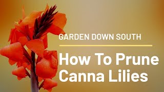 How To Prune Canna Lilies [upl. by Ardnuassac39]