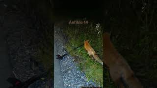 Anfibio 14 story of the fox and the Metal detector Nokta makro❤️🦊 [upl. by Alroy]