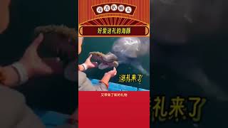 海豚：俺老家要啥有啥！ 海豚 娱乐评论大赏shorts [upl. by Lavud]