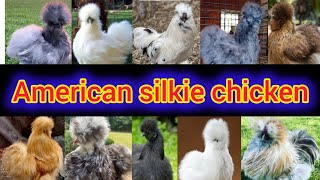 American silkie hen  American silkie chicken  silkie chickens  American silkie chicken price [upl. by Hike]