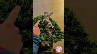 ARCO BONSAI 2024  Mostra UBI con commenti di Alessandro Bonardo [upl. by Faso]