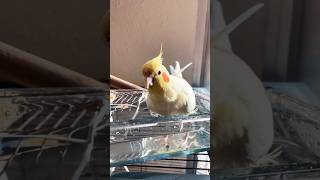 NINFA BAÑANDOSE 🛁 birds ninfa ninfas aves nymph birds calopsita new newvideo shower [upl. by Enneyehs]