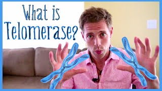 What Is Telomerase amp What Does It Do [upl. by Ahseinad]