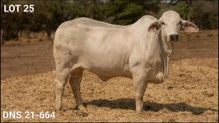 AU ALBIDUS BRAHMAN PRODUKSIEVEILING 26 OKT 2024 11H WARMBAD VEEMARKBELABELA [upl. by Einimod]