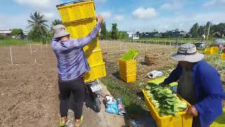 Vietnamese farmers harvest bok choy after 30 days of planting [upl. by Horodko771]