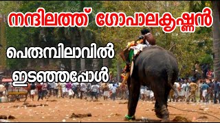 നന്ദിലത്ത് ഗോപാലകൃഷ്ണൻ ഇടഞ്ഞപ്പോൾ  Nandilath Gopalakrishnan Elephant Attack in Perumpilavu Thrissur [upl. by Lledor]