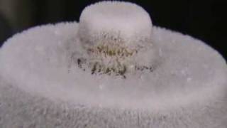 Ice crystal growth timelapse [upl. by Alletsyrc523]