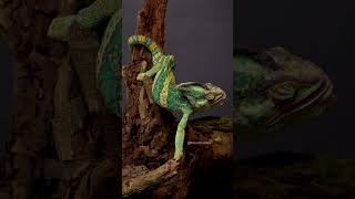 Veiled Chameleon chameleon green veiled wild colorful beautiful HA18213 nature wildlife [upl. by Bennett]