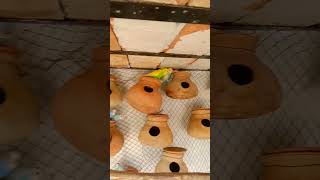 100 budgies birds sound in my colony shorts [upl. by Baalman426]