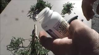 Propagating an Emerald Green Arborvitae from Cuttings [upl. by Bull627]