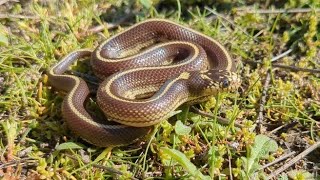 Field Herping  Socal January amp Early February Snakes [upl. by Jankell]