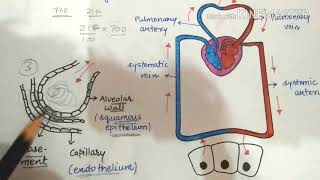 Mechanism of exchange of gasesvery simplified lecture [upl. by Perce140]