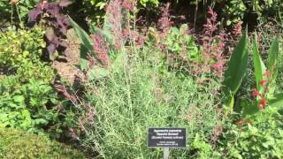 Apache Sunset  Agastache rupestris  Sunset hyssop [upl. by Marisa]