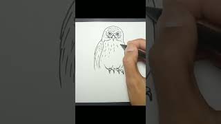 How to Draw Morepork Owl shorts [upl. by Stedt]