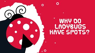 Why Do Ladybugs Have Spots   Interesting Facts About Insects  Kids Video Show [upl. by Eiramllij]