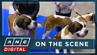 Around 20000 dogs showcased in Geneva World Dog Show  ANC [upl. by Gayelord]