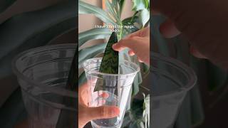 I can’t propagate snake plants… Until now planttips snakeplant plantpropagation [upl. by Enirehs]