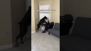 The dog was scared by the mask music dog doglover dogs funny funnyshorts funnydogs [upl. by Danyelle]