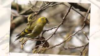 Canto del lugano o carduelis spinus [upl. by Rossuck981]