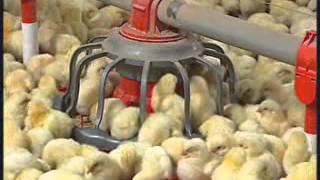 ChoreTime® Revolution® Broiler Feeder [upl. by Anelram301]