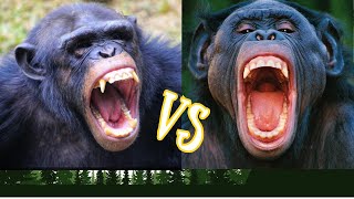 Chimpanzees vs Bonobos Whats the Difference [upl. by Aicenek]