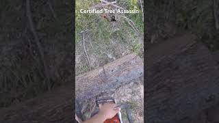 Certified Tree Assassin 🪓 🥷 youtubeshorts youtube shorts shortviralvideo video wow cool [upl. by Acenahs]