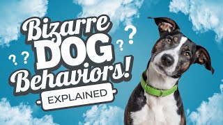 5 Bizarre Dog Behaviors Explained  Understanding Your Pets Quirks [upl. by Yert935]