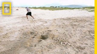 Stealing Turtle Eggs Got People Shot But The Thievery Continues  National Geographic [upl. by Iatnahs]