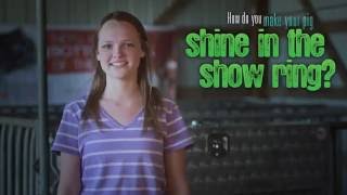 Show Pig How to make your pig shine for the show ring [upl. by Llezo]