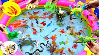 Colorful Cute Animals Carp Shark Goldfish Turtle Baba Duck GuppiesBettaCrocodileCrabSnake [upl. by Noorah181]