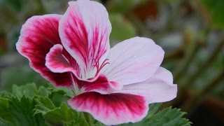 Spring Rejuvenation of Pelargoniums [upl. by Strain]