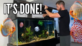 THE 90 GALLON DISCUS TANK IS COMPLETE Adding new fish and plants [upl. by Swirsky410]