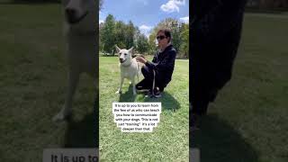 Why ReactiveAggressive Dogs Often Can’t Be Helped [upl. by Haliek271]