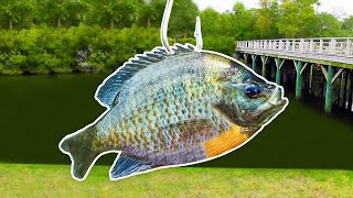 Fishing w GIANT Livebait for MONSTER Fish [upl. by Hoeg842]