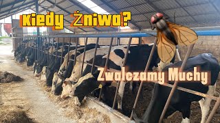 Zwalczamy Muchy Ścielenie Byków Kiedy Żniwa🌾🔥NIEMENÓWKA102 [upl. by Auqenwahs750]