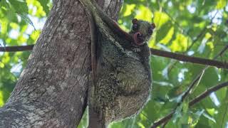 Colugos Masters of Gliding and Camouflage Rare Animal [upl. by Aelram114]