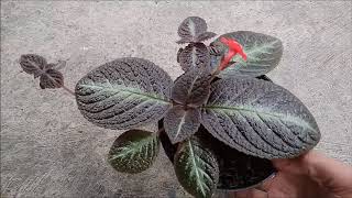 My New Episcia Plant from Cutting Propagation [upl. by Recneps]