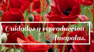 Amapola como cuidar  ubicación y reproducción decojardinamy [upl. by Mcleroy608]