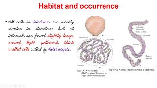 Nostoc  Occurrence  Morphology  Structure and Reproduction  Biology Class 11 [upl. by Hoover316]