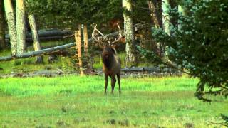 Will Primos Shoots a Big Elk with his Sharps 4570 Rifle [upl. by Airotahs]